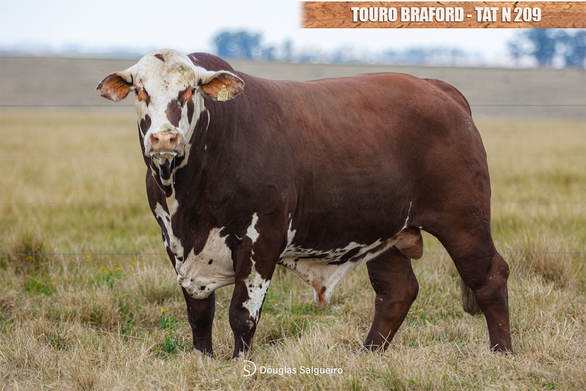 TOURO BRAFORD - TAT: N209 
