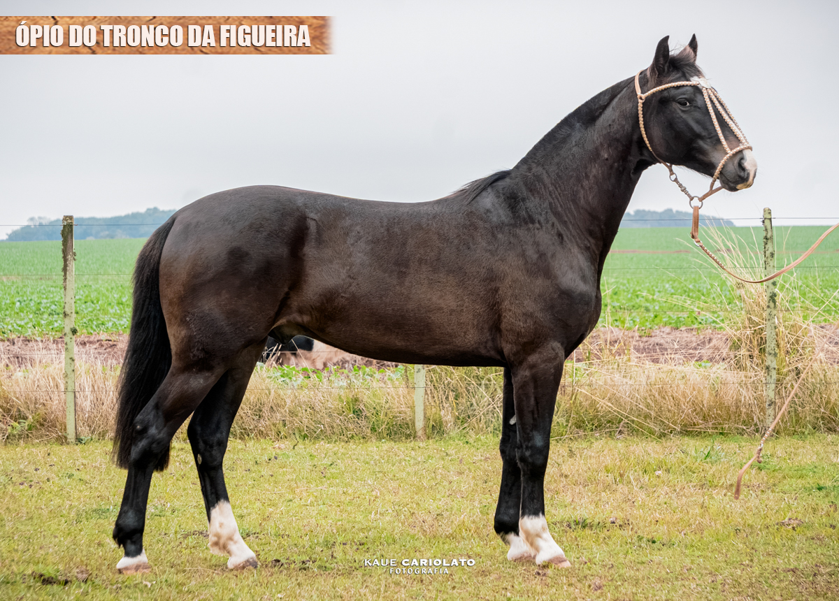 ÓPIO DO TRONCO DA FIGUEIRA
