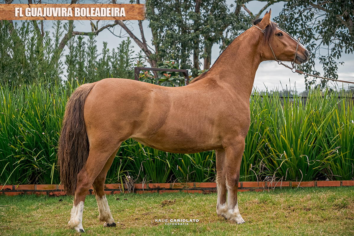 FL GUAJUVIRA BOLEADEIRA