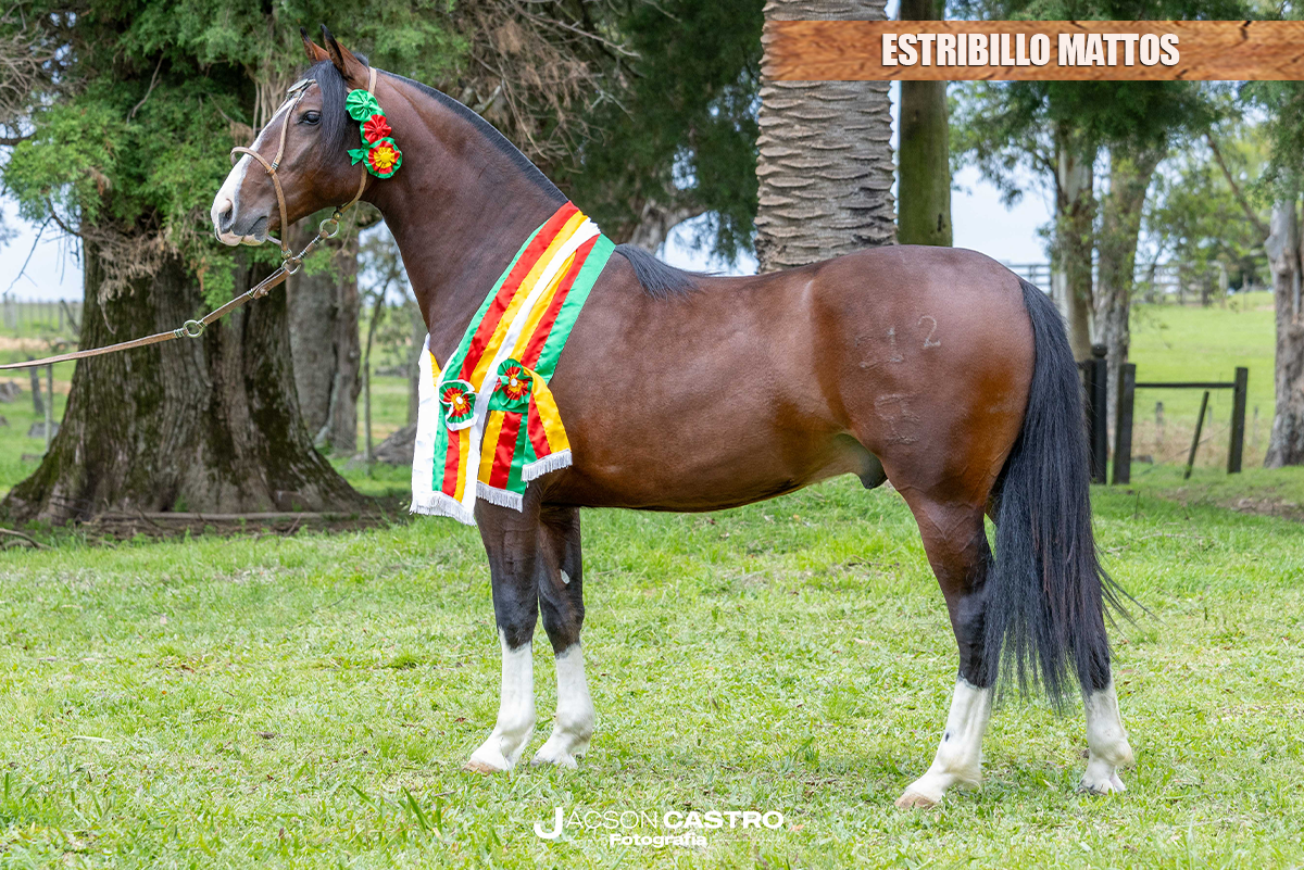 ESTRIBILLO MATTOS