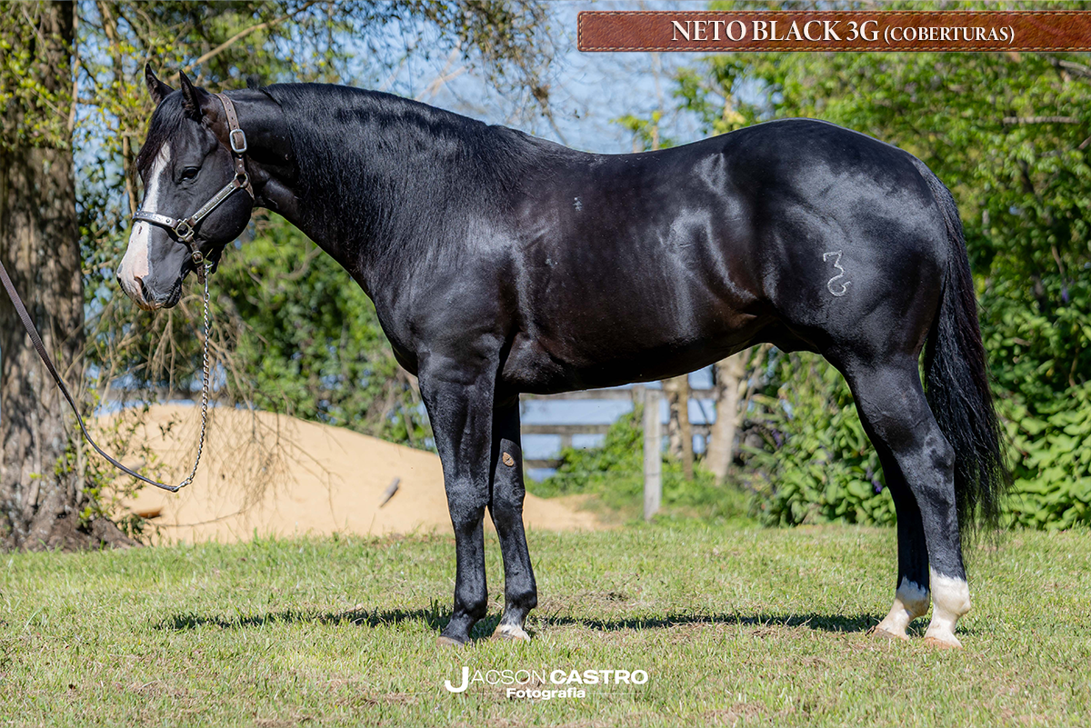 NETO BLACK 3G - P321432 (COBERTURAS)
