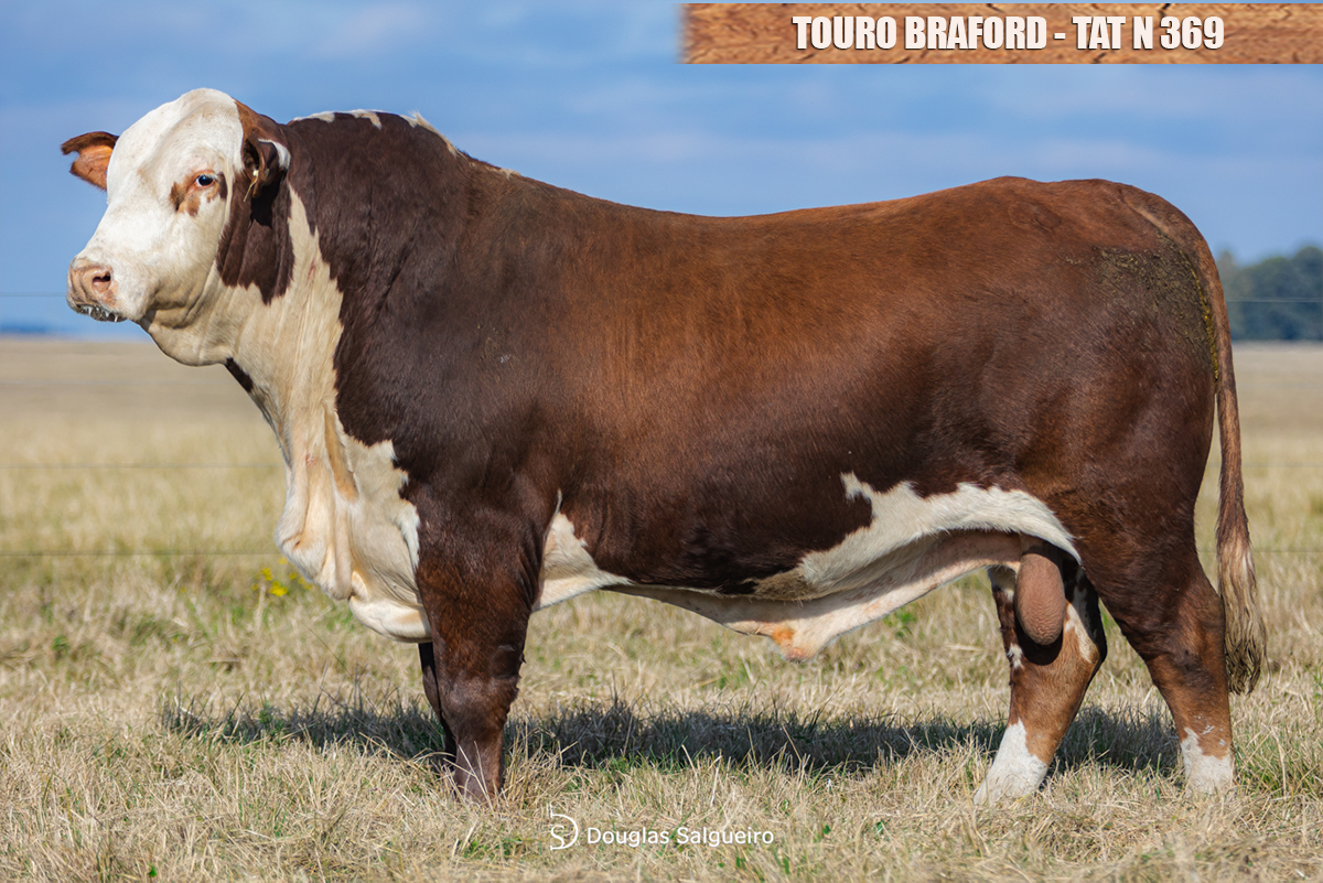 TOURO BRAFORD - TAT: N369