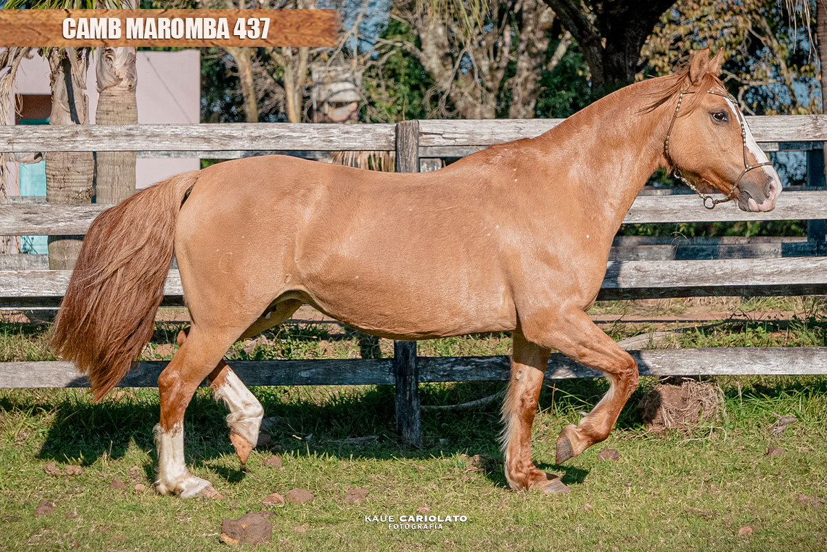 CAMB MAROMBA 437