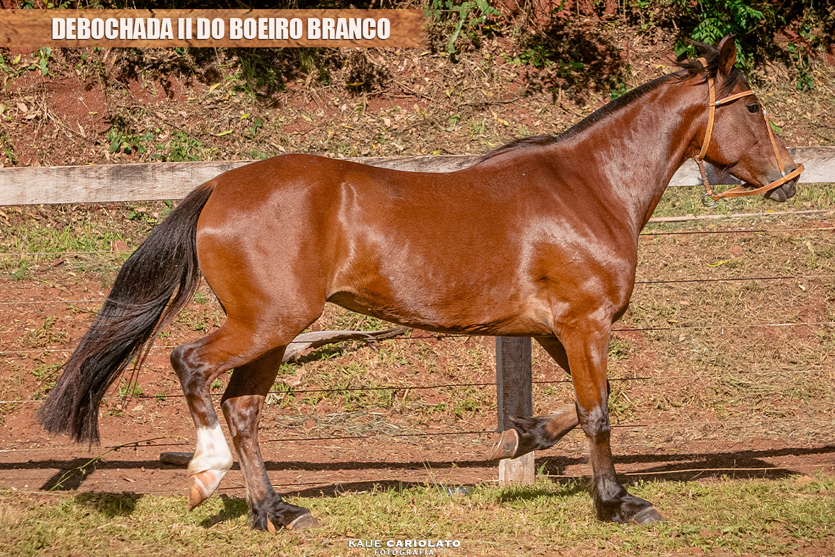 DEBOCHADA II DO BOEIRO BRANCO