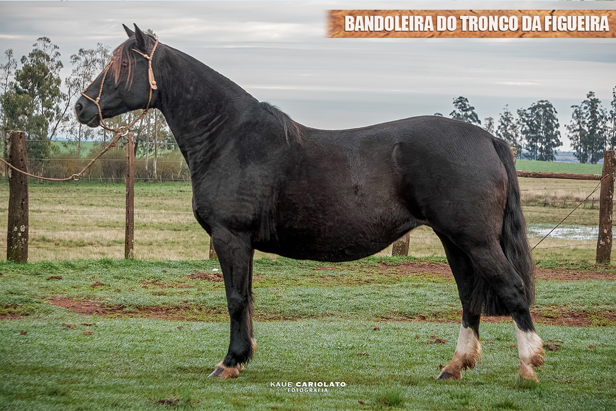 BANDOLEIRA DO TRONCO DA FIGUEIRA