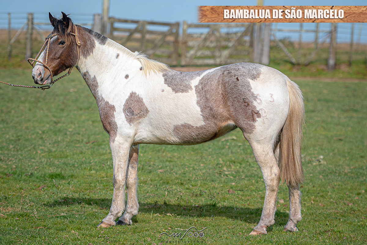 BAMBALUA DE SÃO MARCELO