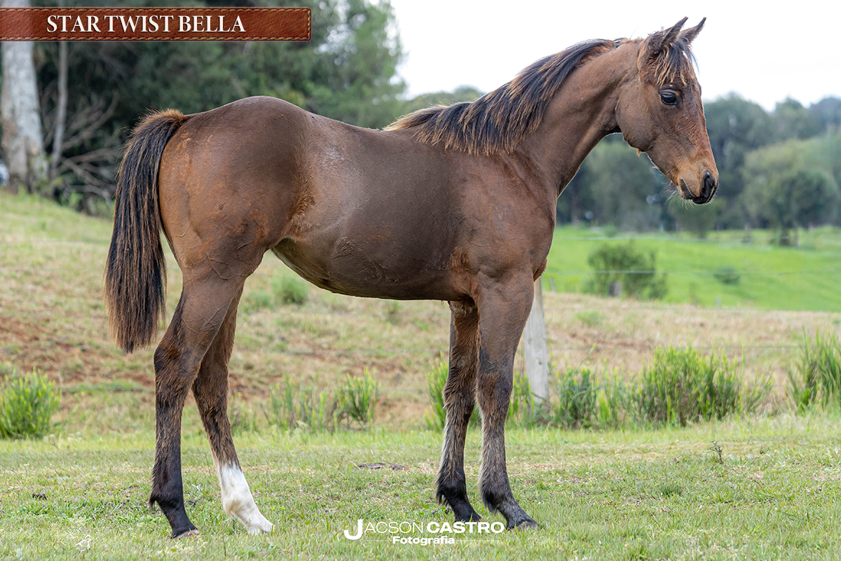 STAR TWIST BELLA - RP1293736