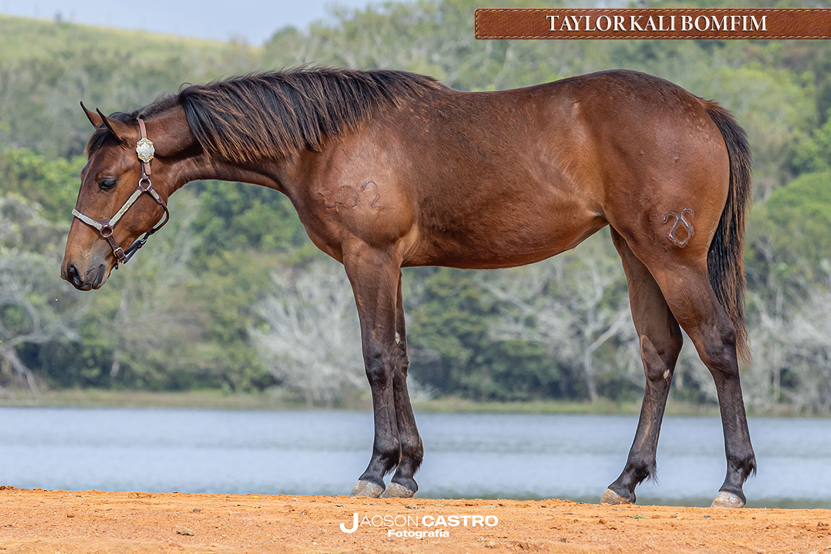 TAYLOR KALI BOMFIM - P438453