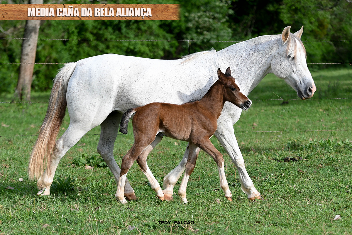 MEDIA CAÑA DA BELA ALIANÇA