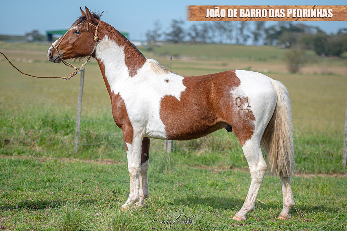 JOÃO DE BARRO DAS PEDRINHAS