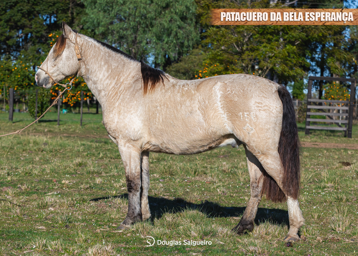 PATACUERO DA BELA ESPERANÇA