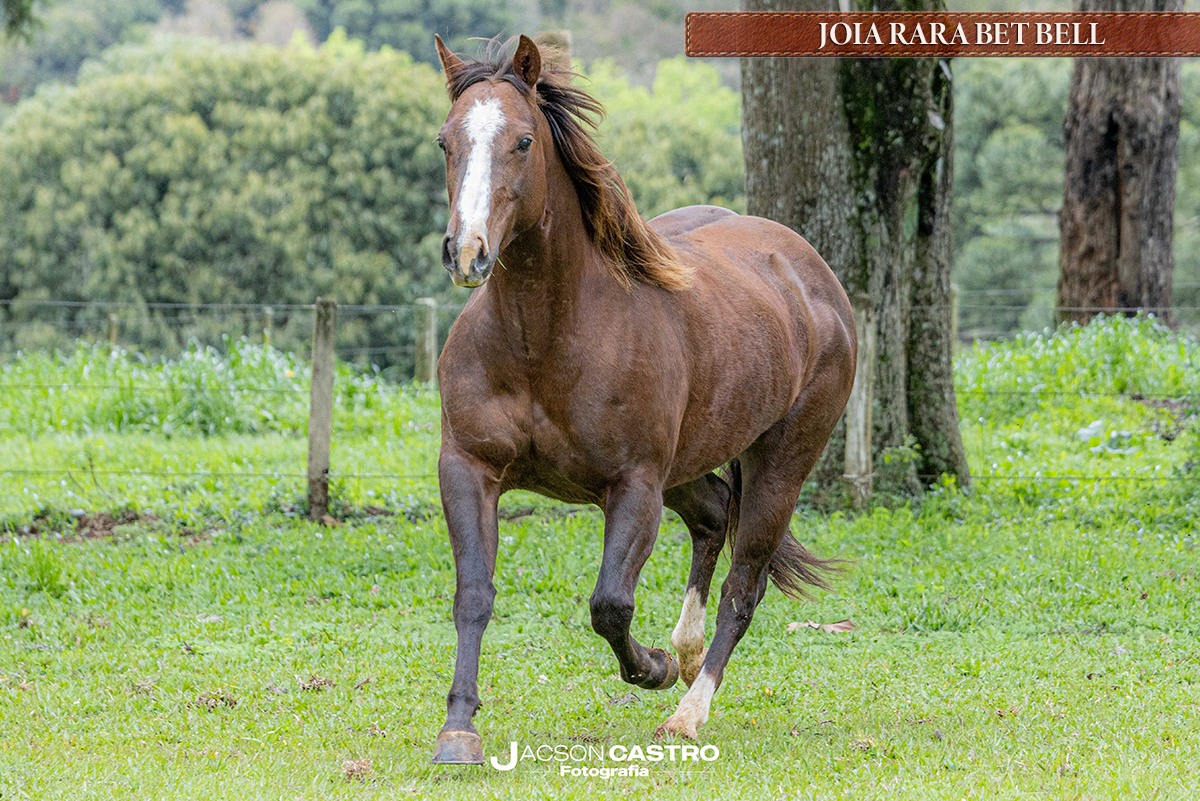 JOIA RARA BET BELL - P414068