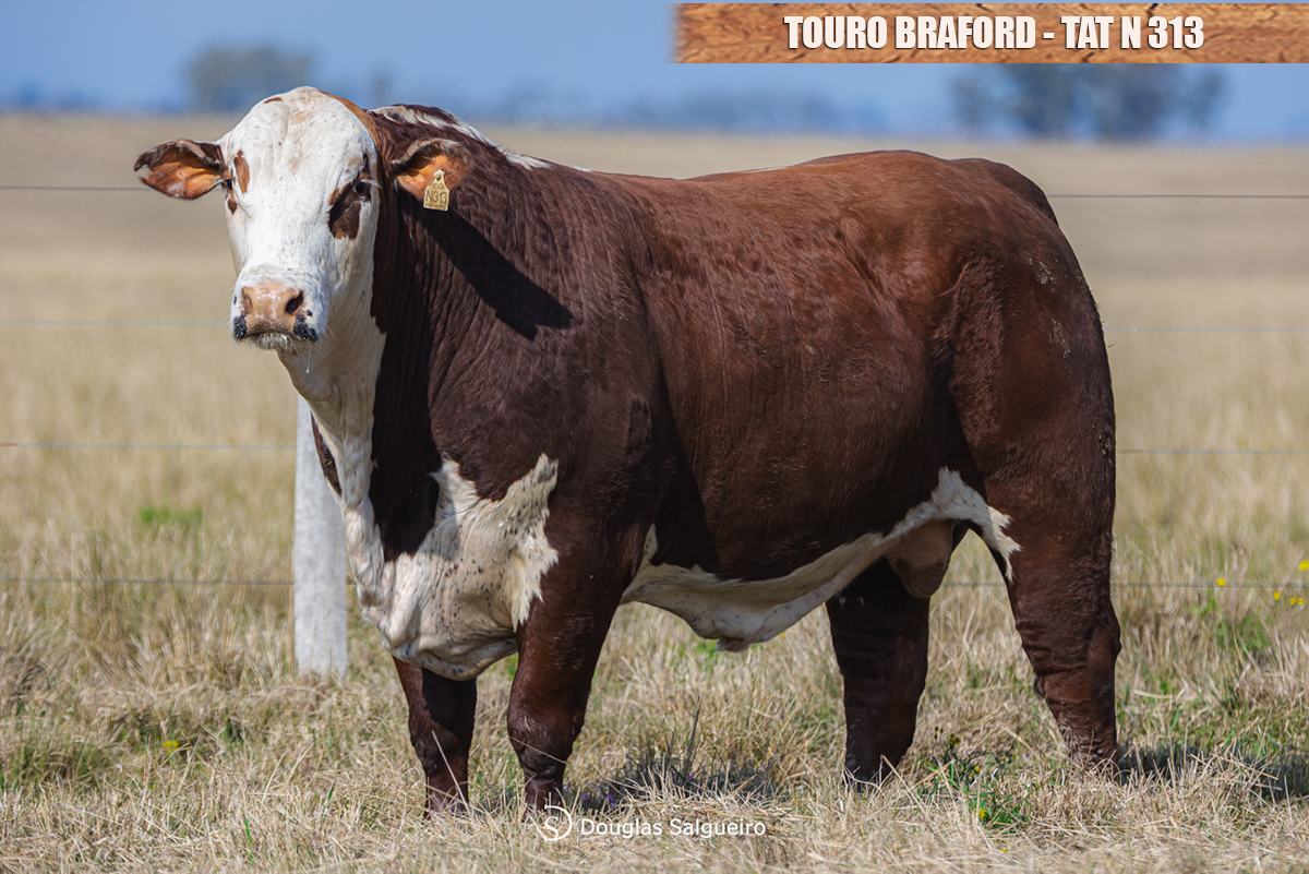 TOURO BRAFORD - TAT: N313