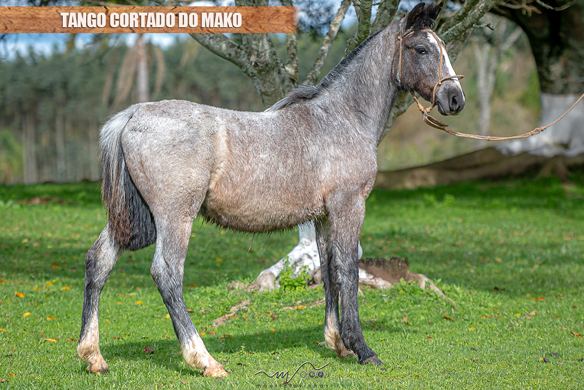 TANGO CORTADO DO MAKO