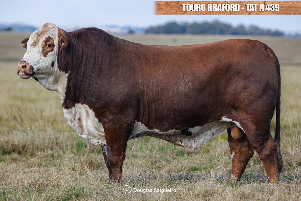 TOURO BRAFORD - TAT: N439