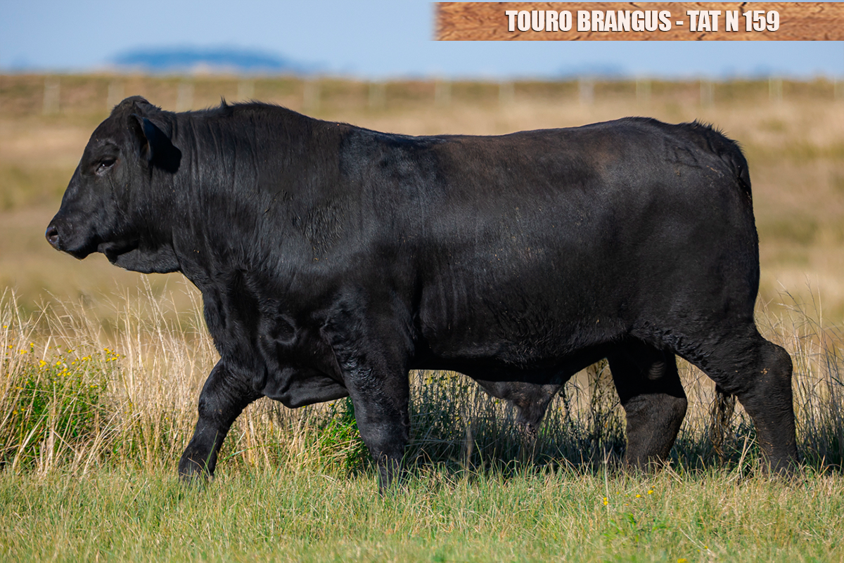 TOURO BRANGUS - TAT: N159