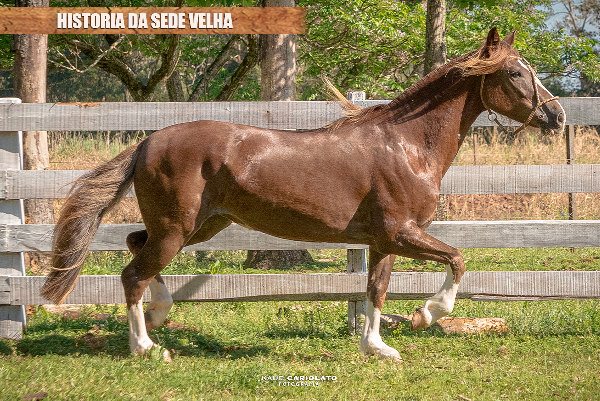 HISTORIA DA SEDE VELHA