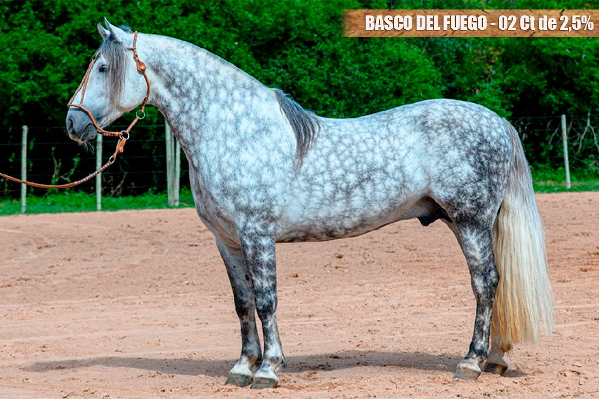 BASCO FUEGO LENTO - 02 Ct de 2,5%