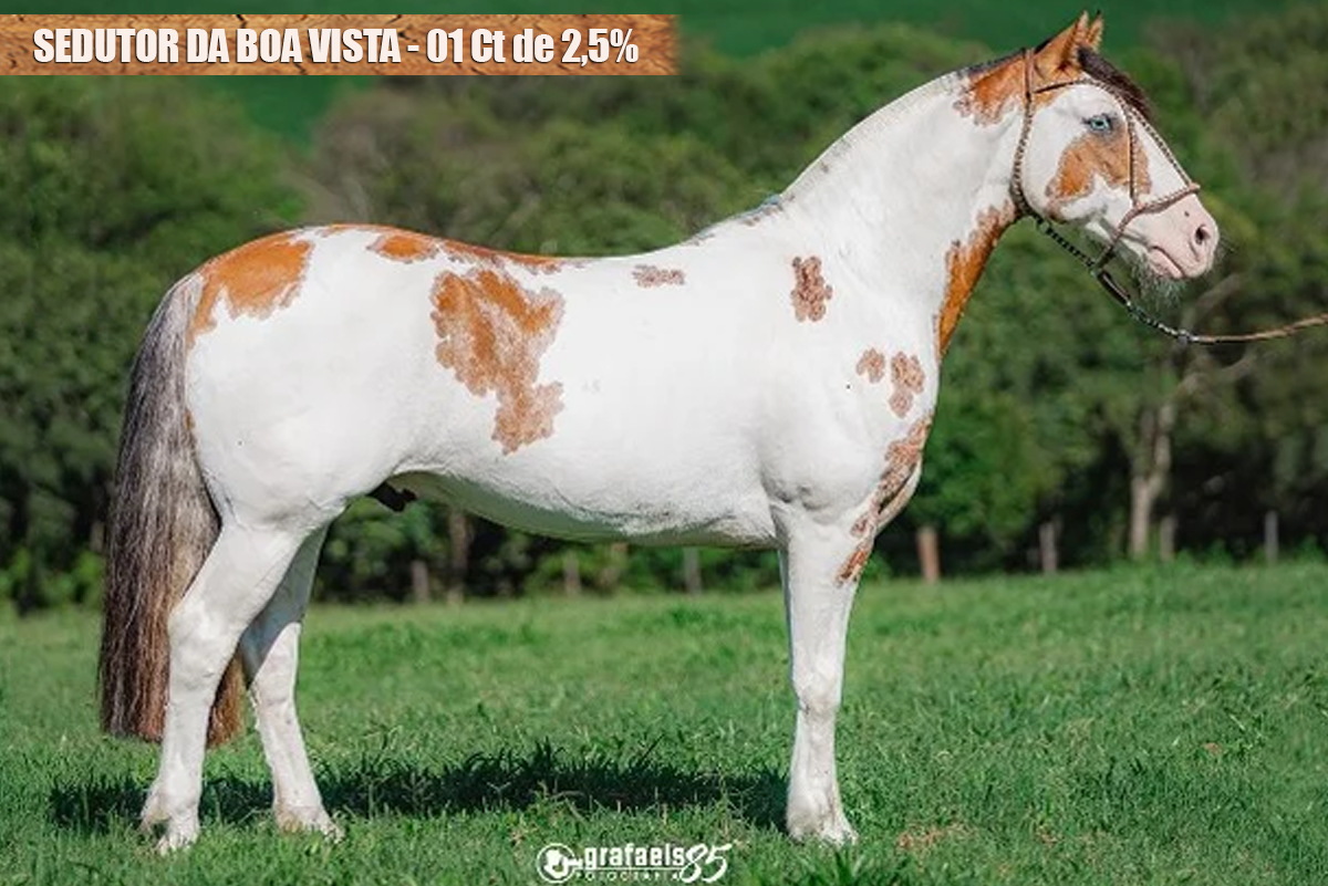 SEDUTOR DA BOA VISTA - 01 Ct de 2,5%