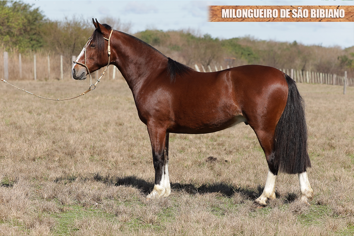 MILONGUEIRO DE SÃO BIBIANO 