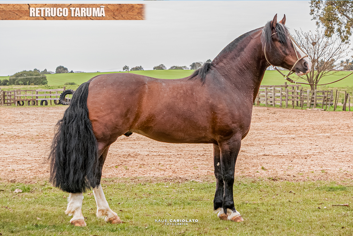 RETRUCO TARUMÃ