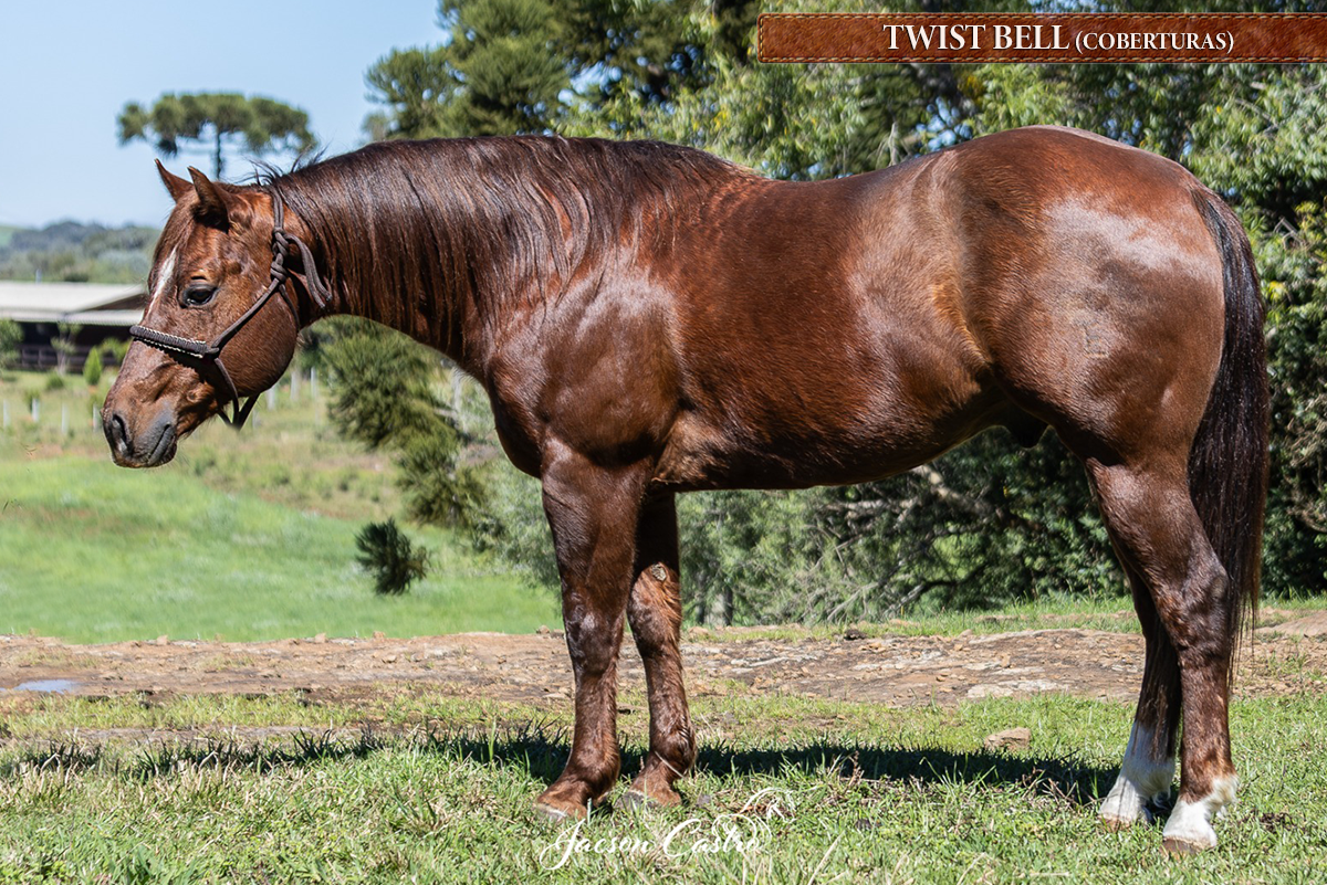 TWIST BELL - P233126 (COBERTURAS)