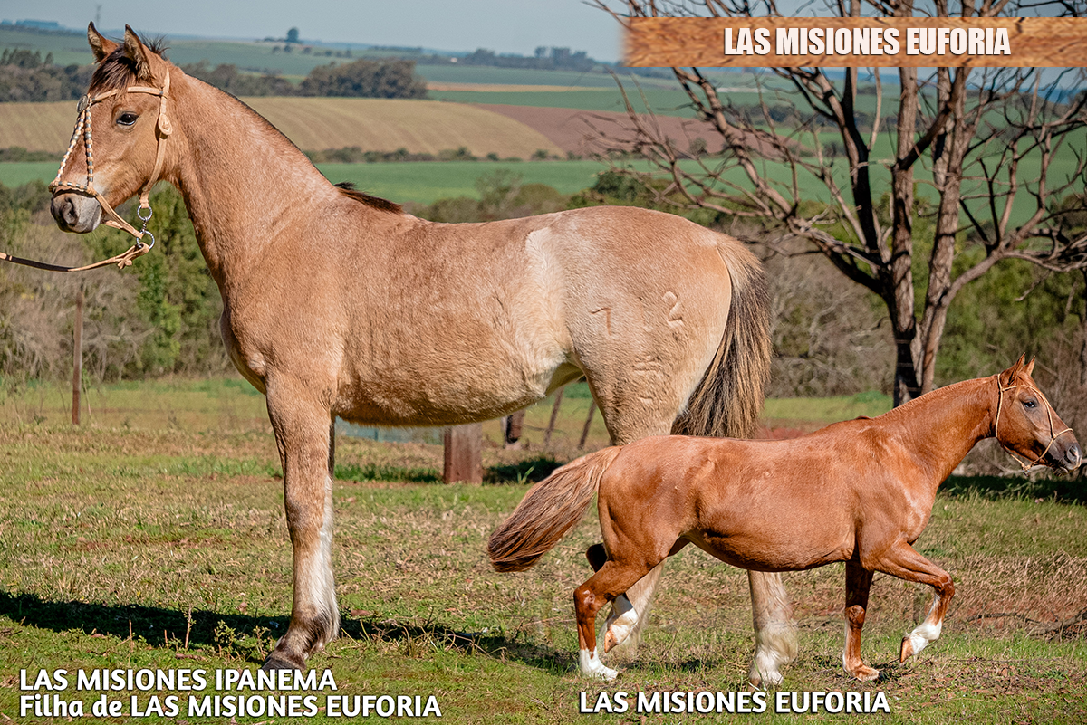 LAS MISIONES EUFORIA