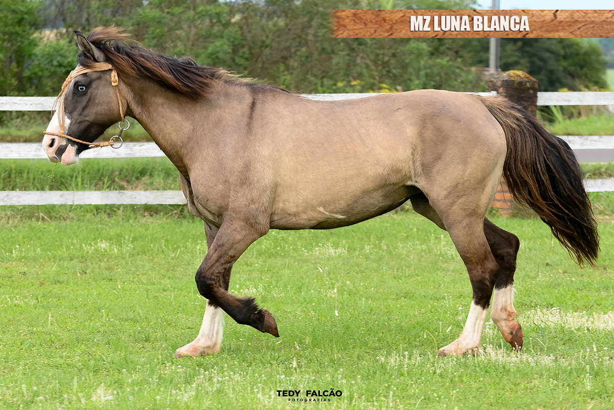 MZ LUNA BLANCA