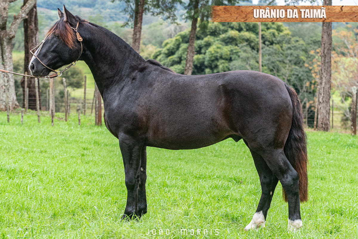URÂNIO DA TAIMÃ