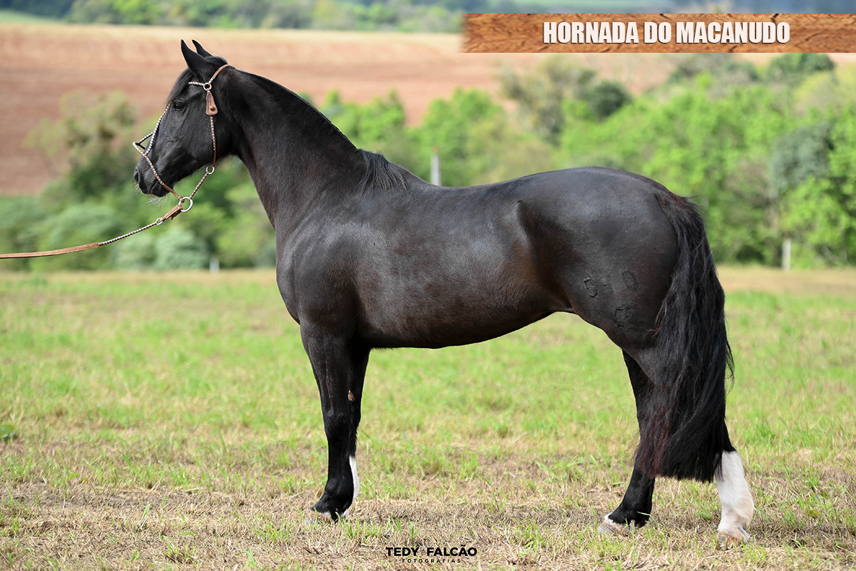 HORNADA DO MACANUDO
