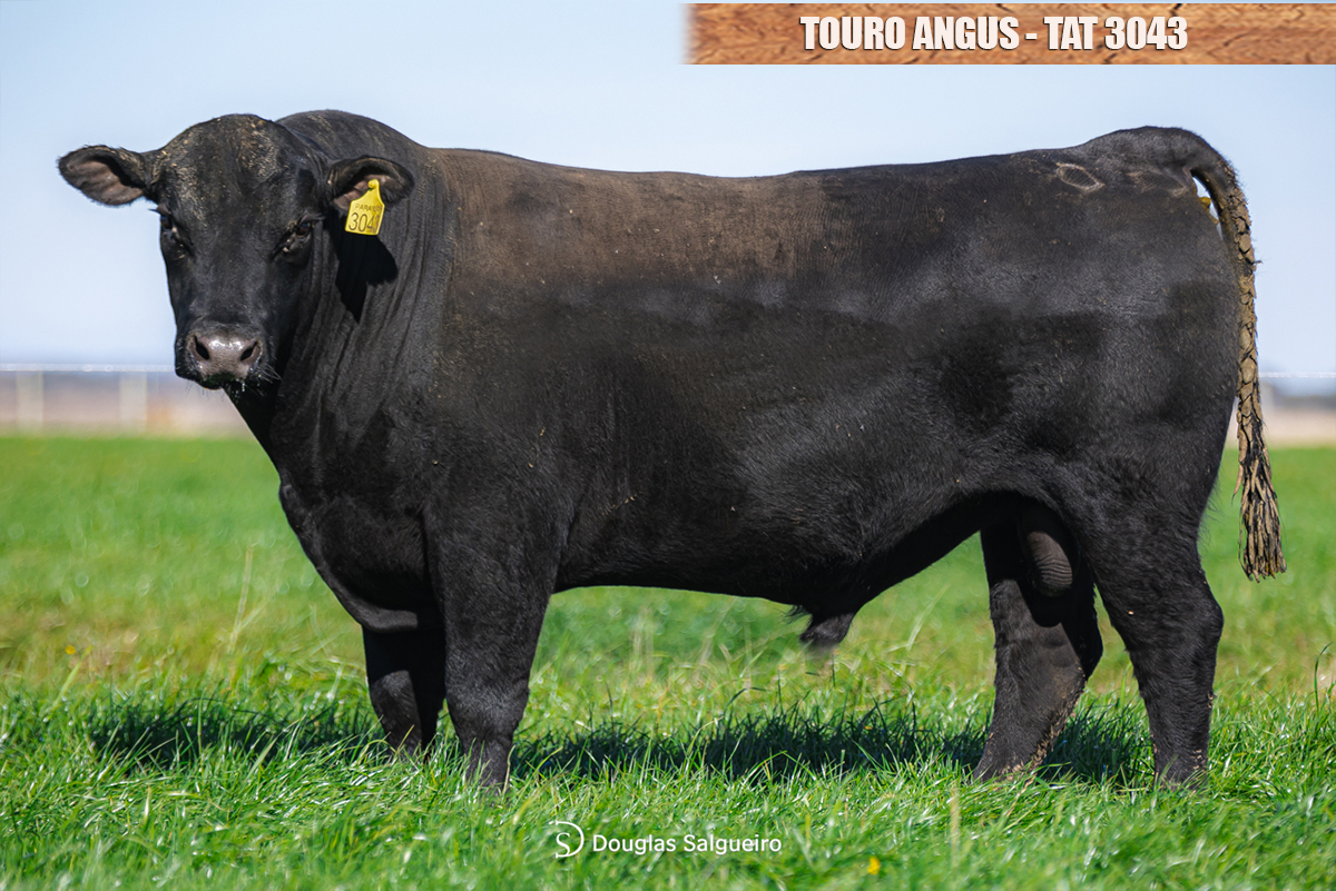 TOURO ANGUS - TAT: 3043