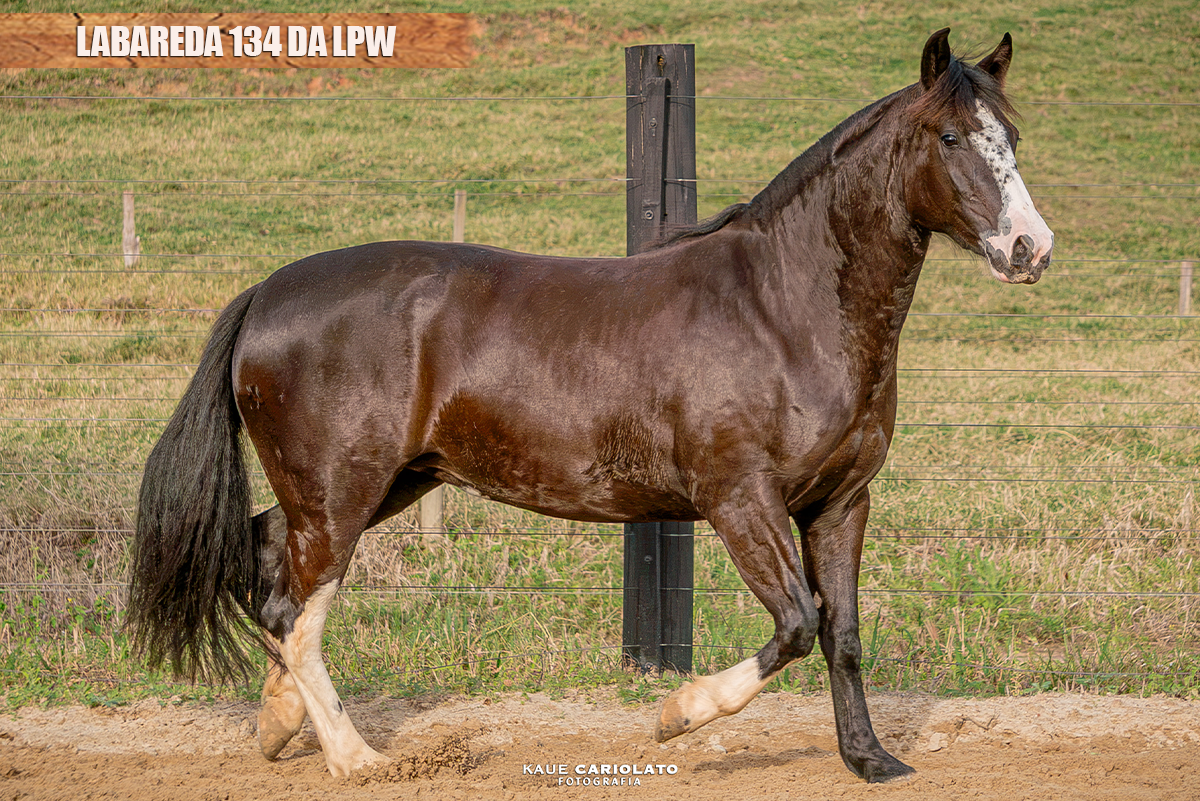 LABAREDA 134 DA LPW