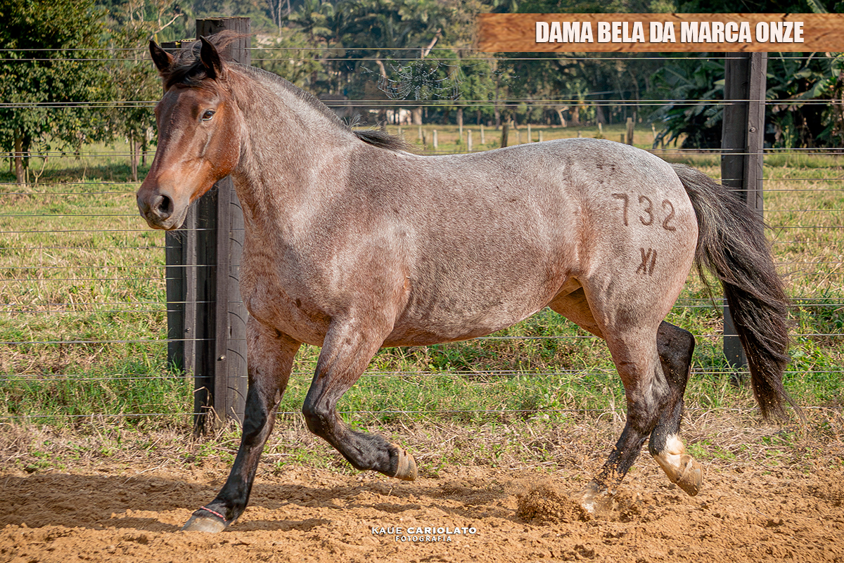 DAMA BELA DA MARCA ONZE