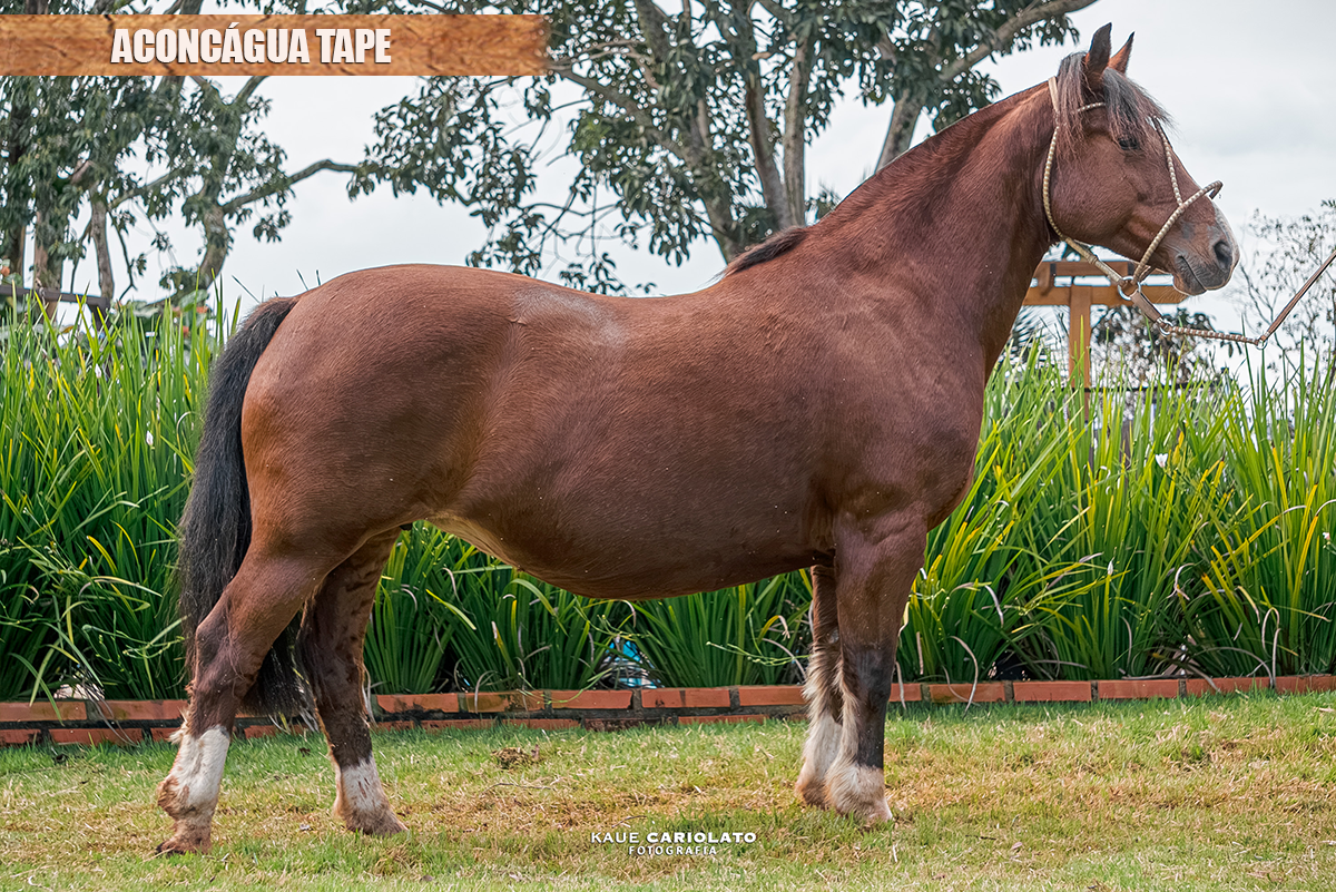 ACONCÁGUA TAPE