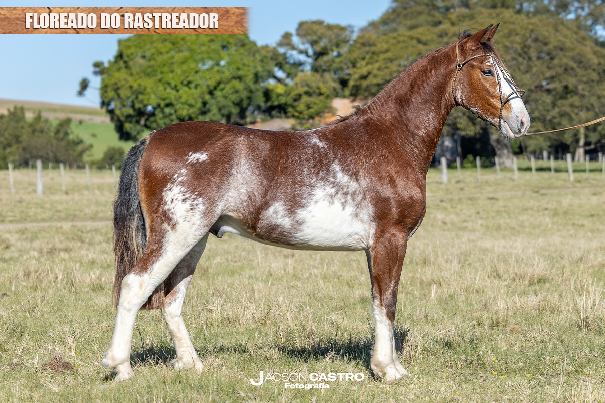 FLOREADO DO RASTREADOR