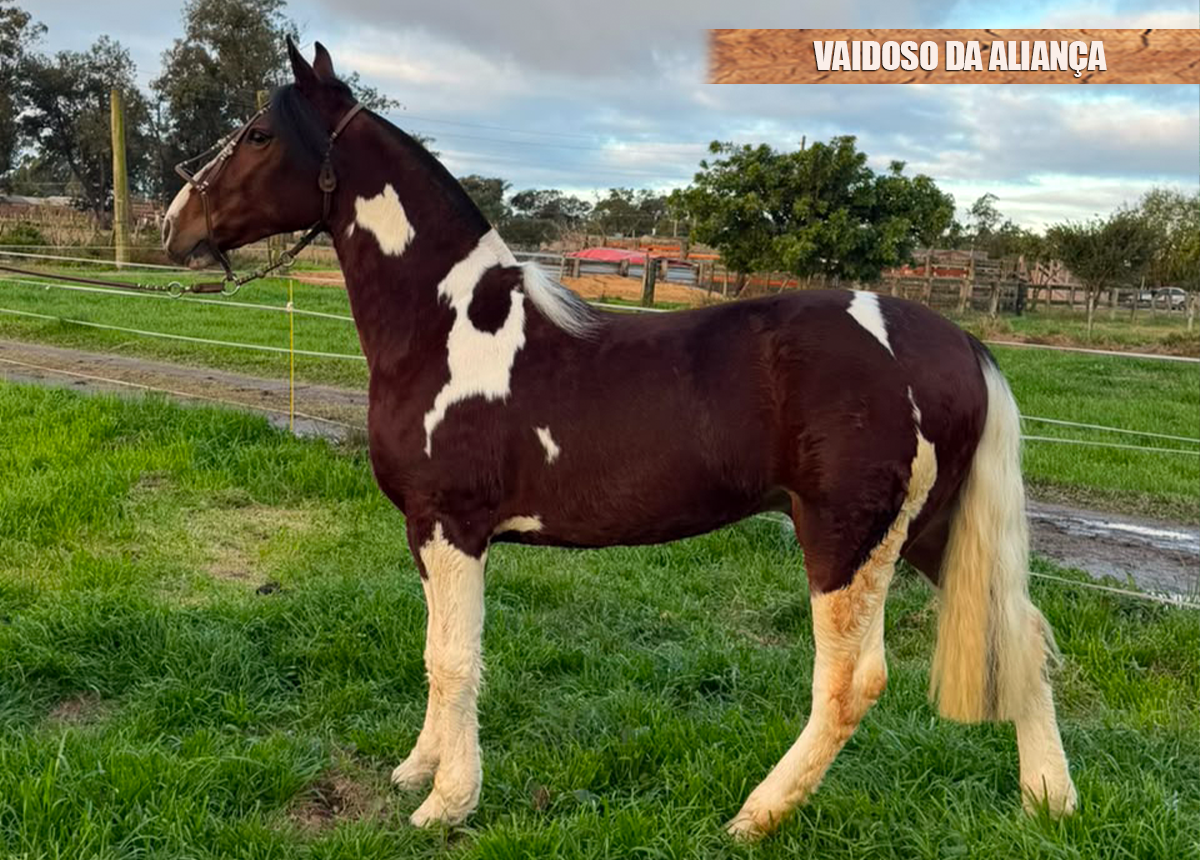 VAIDOSO DA ALIANÇA
