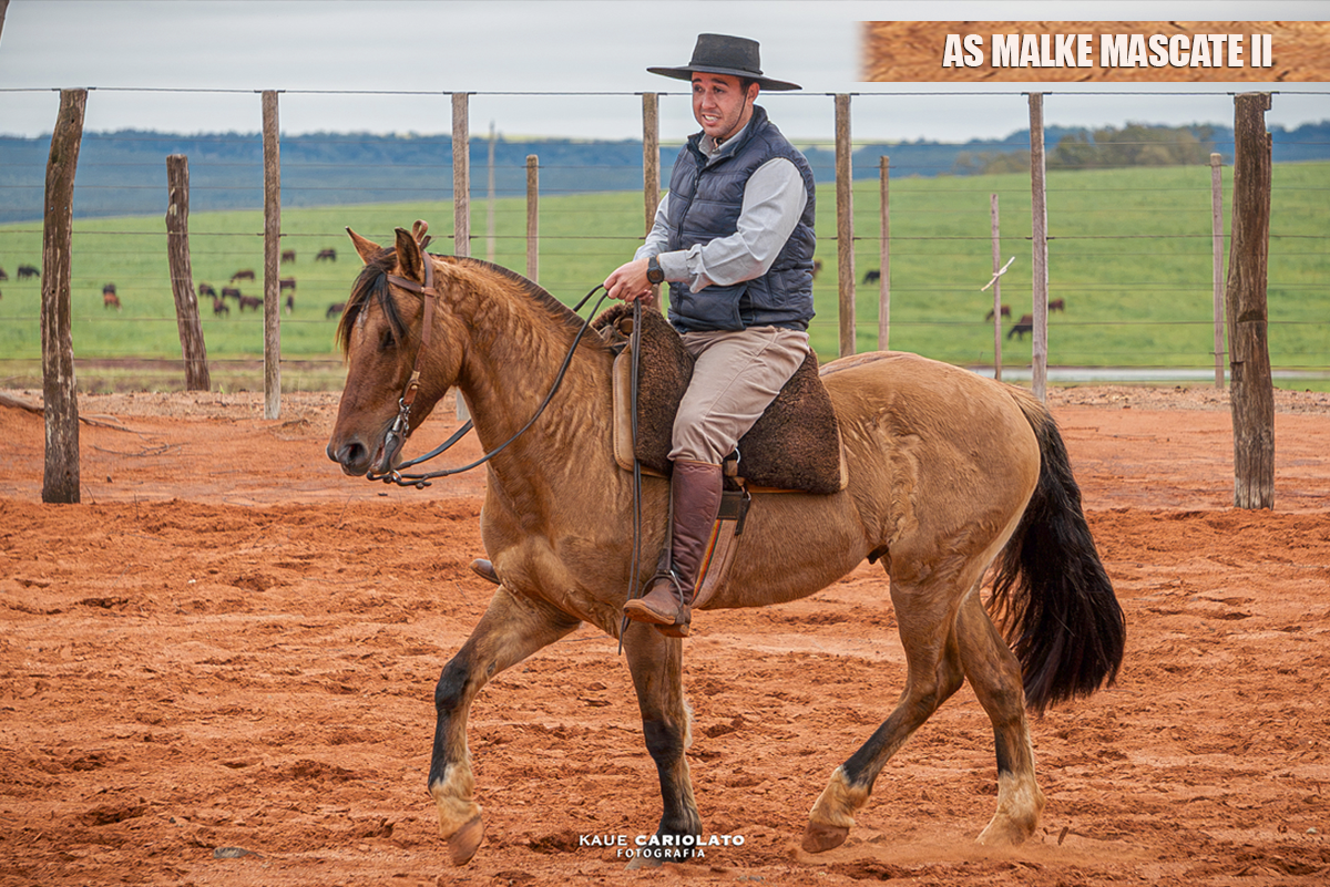 AS MALKE MASCATE II