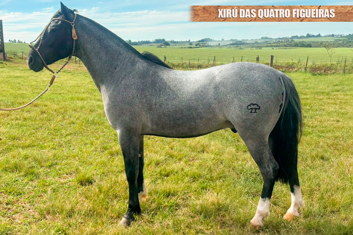 XIRÚ DAS QUATRO FIGUEIRAS