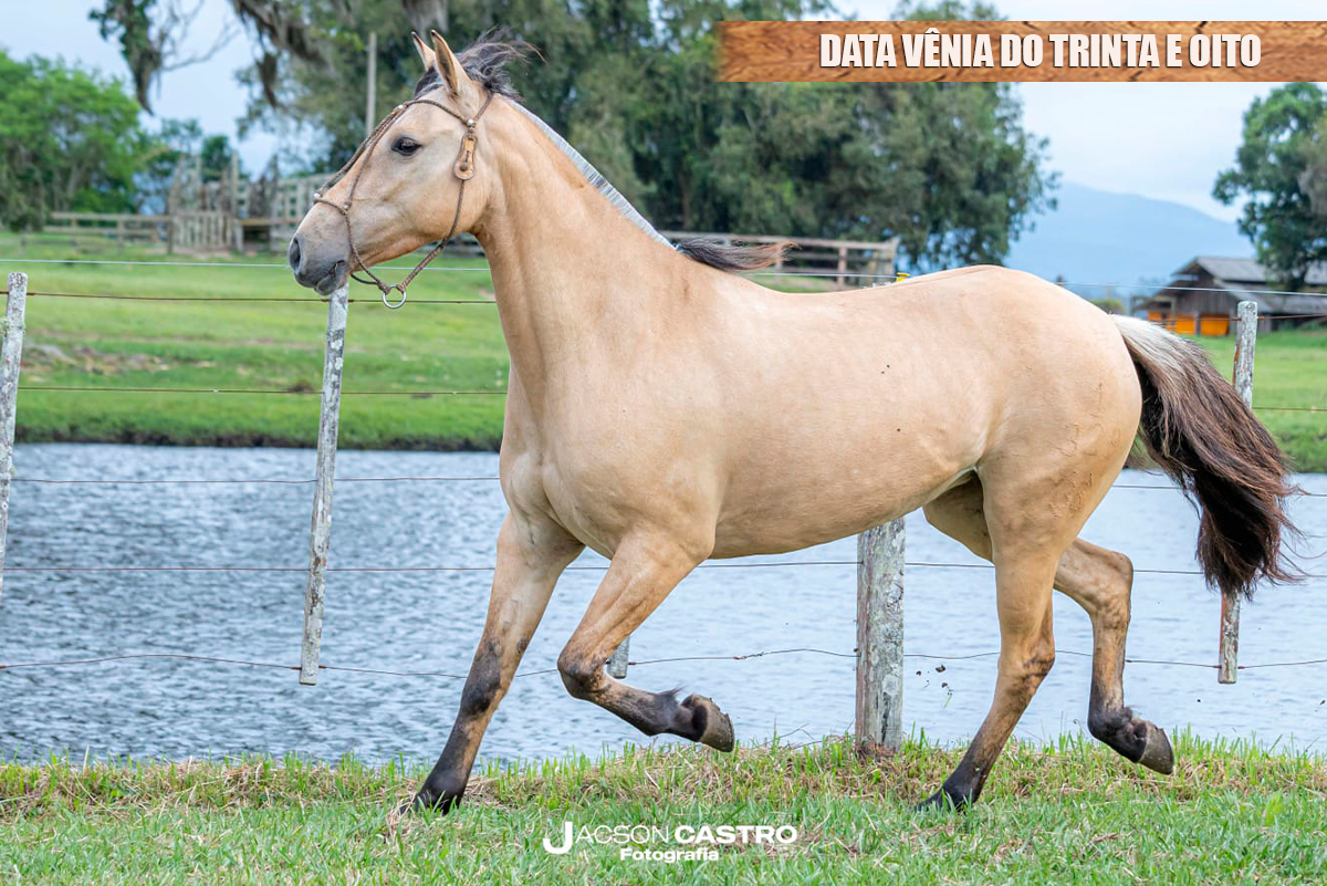 DATA VÊNIA DO TRINTA E OITO