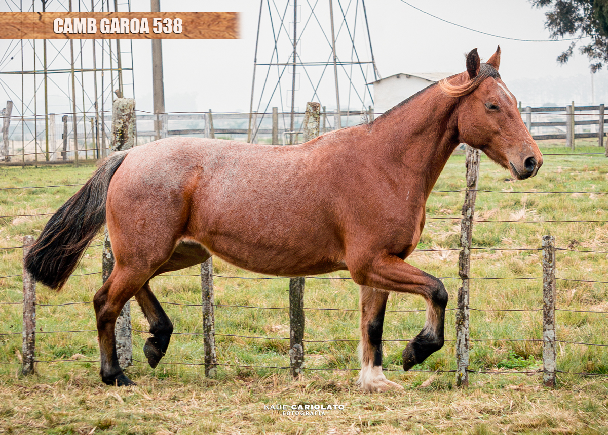 CAMB GAROA 538