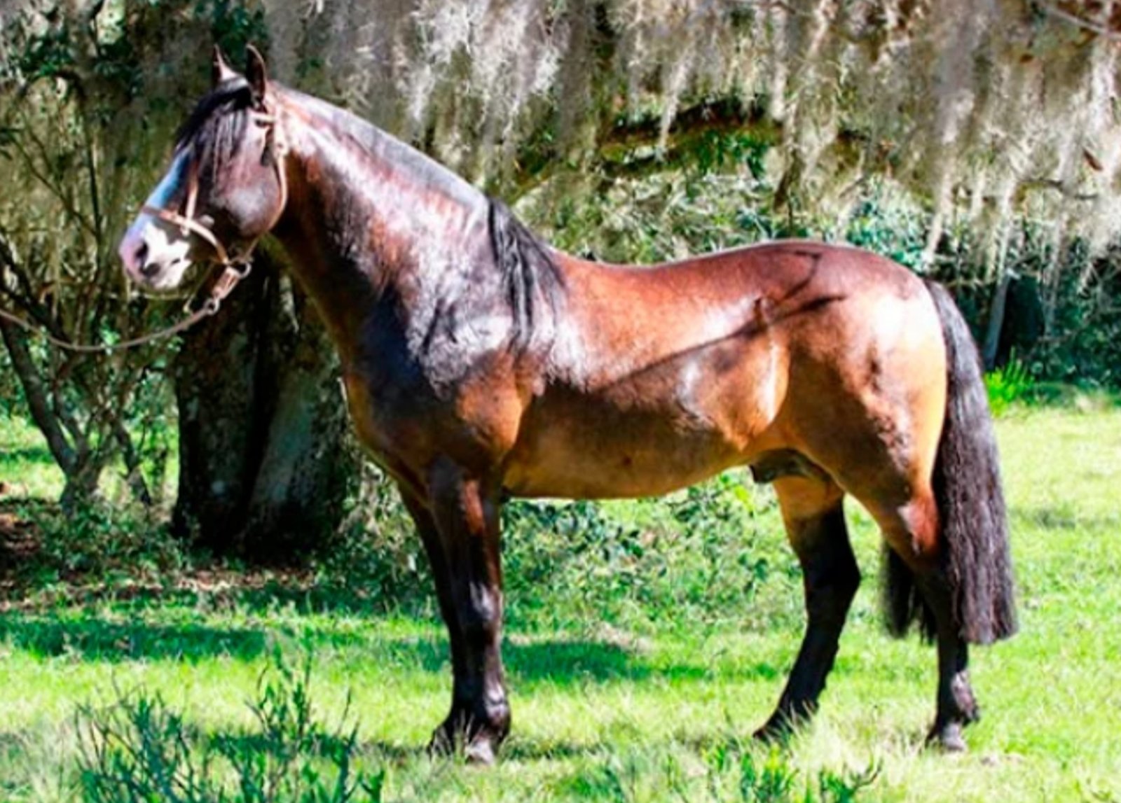 RZ REVUELTO CRISTAL DA CARAPUÇA