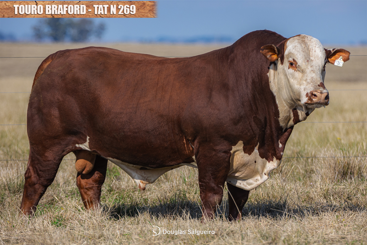 TOURO BRAFORD - TAT: N269