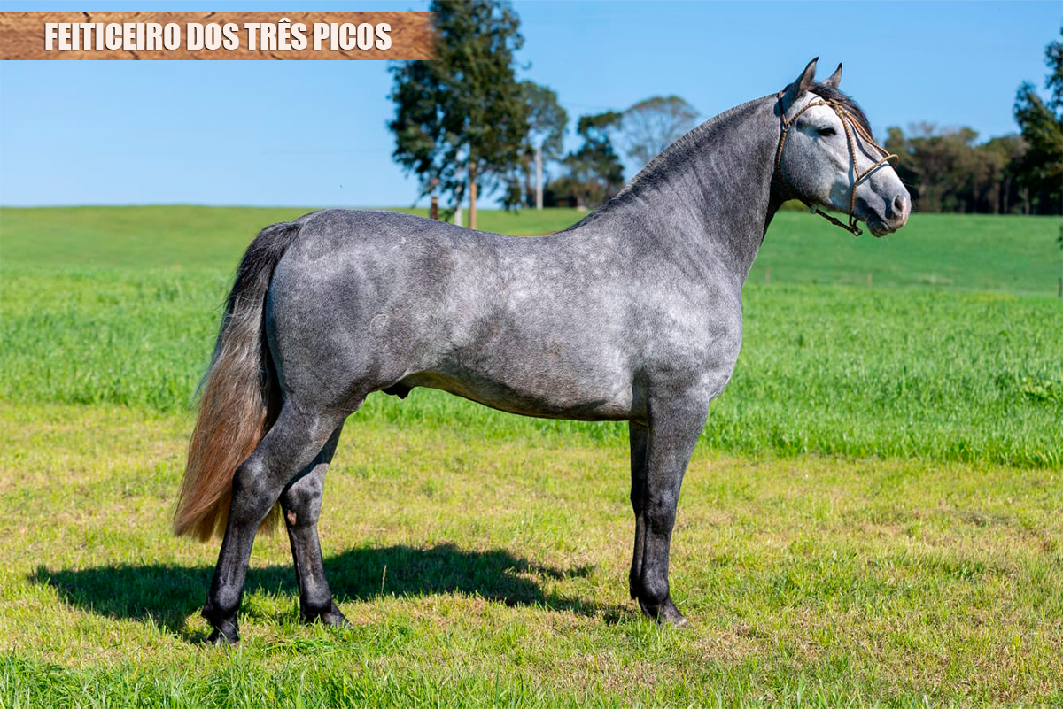 FEITICEIRO DOS TRÊS PICOS