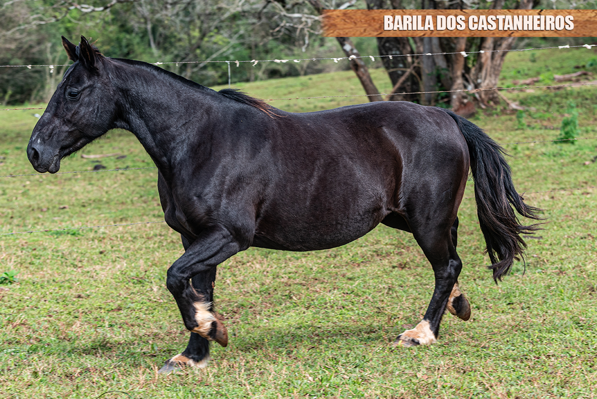 BARILA DOS CASTANHEIROS