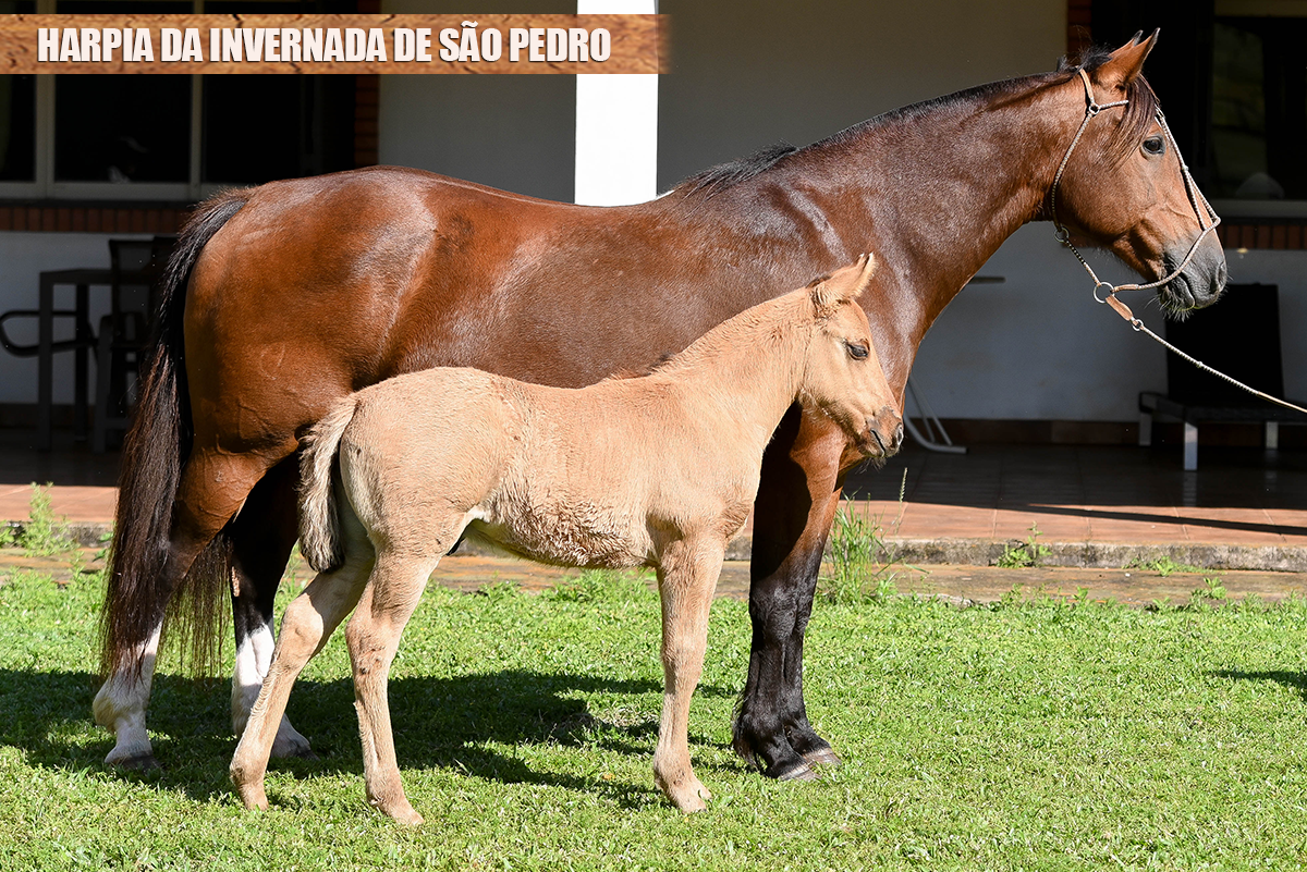 HARPIA DA INVERNADA DE SÃO PEDRO