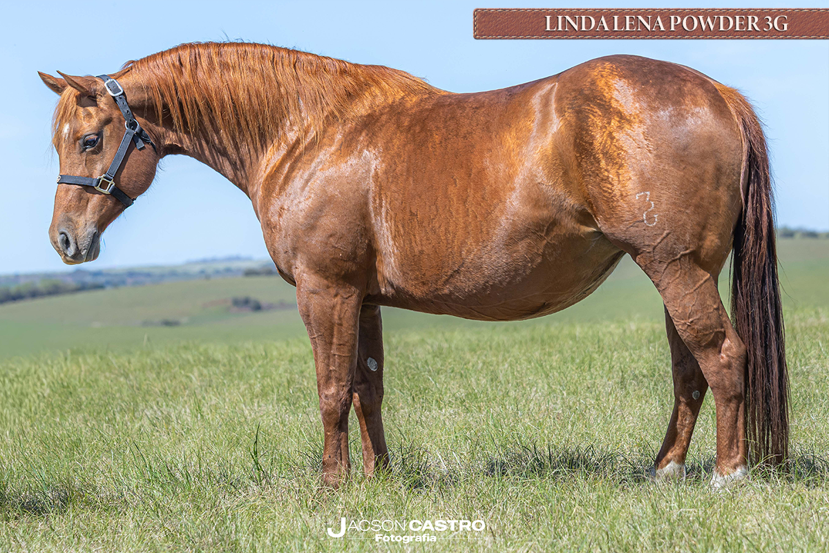LINDA LENA POWDER 3G - P278435