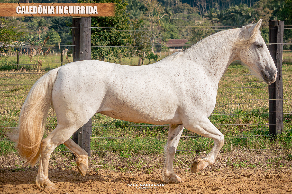 CALEDÔNIA INGUIRRIDA