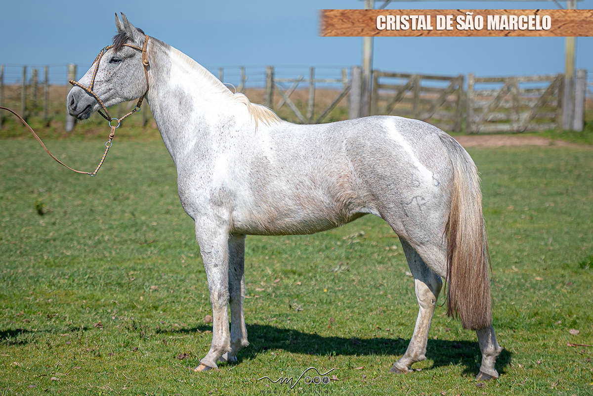 CRISTAL DE SÃO MARCELO