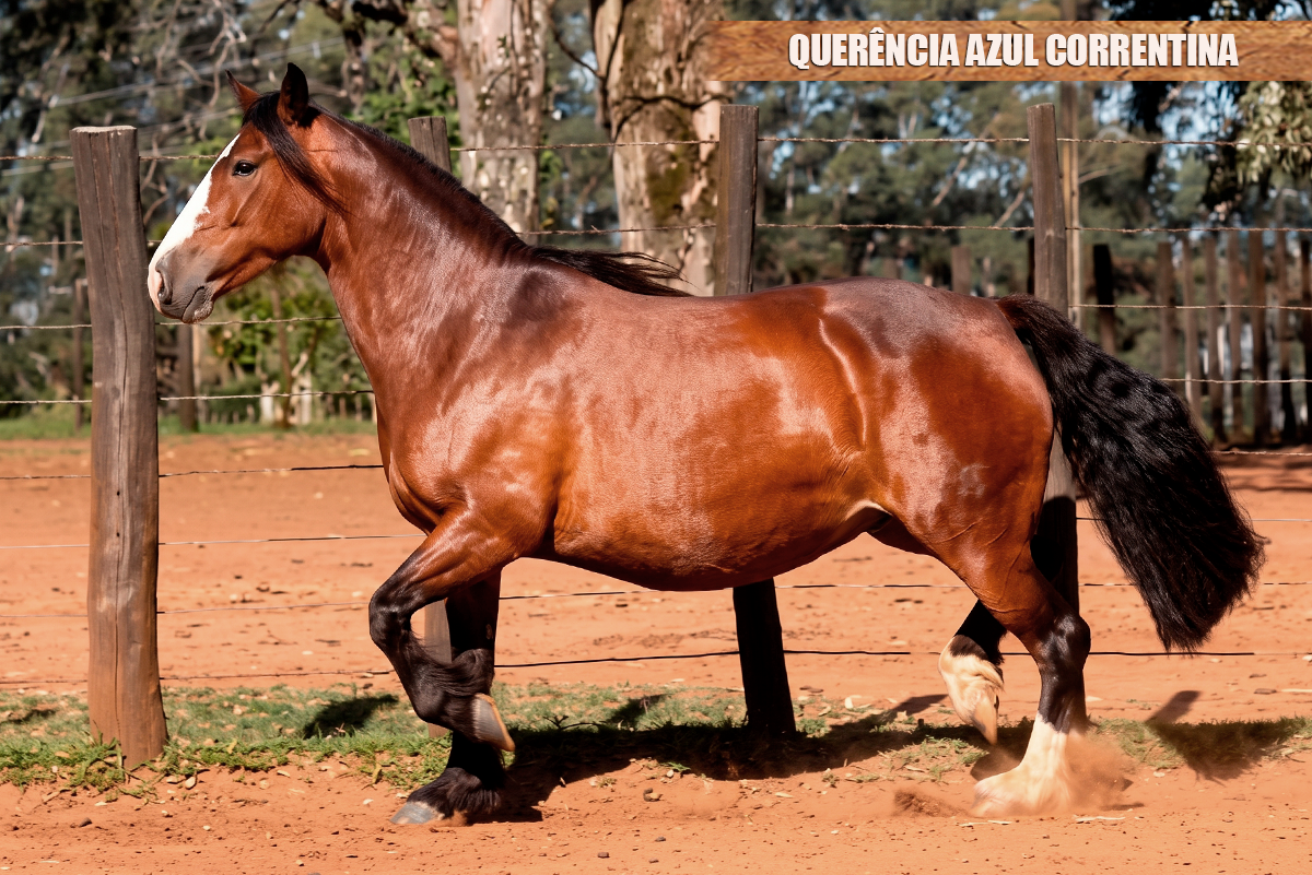 QUERÊNCIA AZUL CORRENTINA 