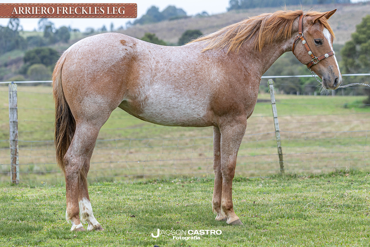 ARRIERO FRECKLES LEG - P405485